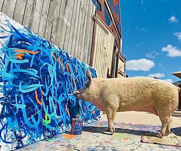 This Pig Enjoys Painting And Has Become The World's First Pig Artist