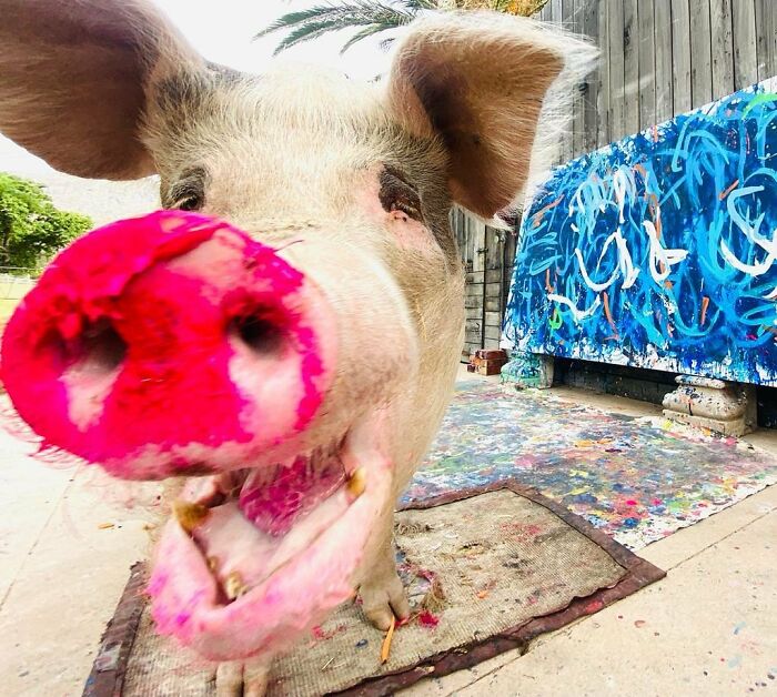 This Pig Enjoys Painting And Has Become The World's First Pig Artist