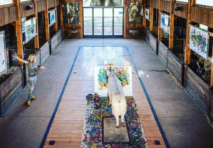 This Pig Enjoys Painting And Has Become The World's First Pig Artist