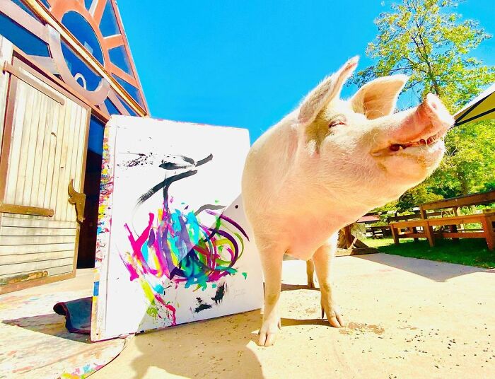 This Pig Enjoys Painting And Has Become The World's First Pig Artist