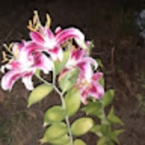 jenniferreese-lexso avatar