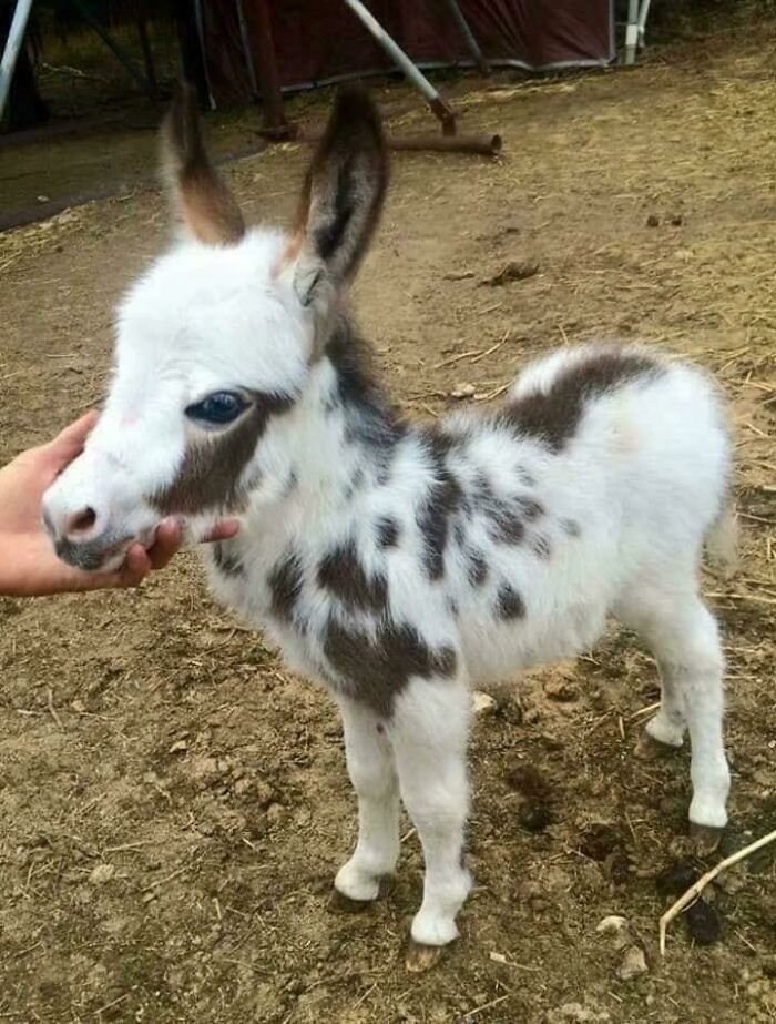 Baby donkey with white and brown spots standing on dirt while being gently petted by a hand, showcasing cute donkeys.