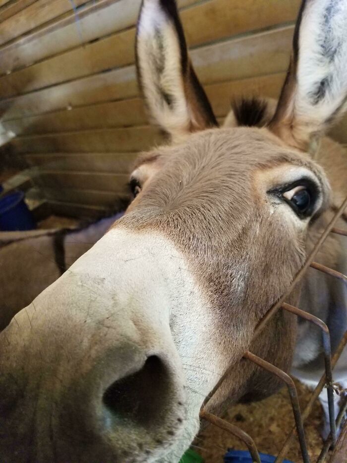 Donkey Snoot