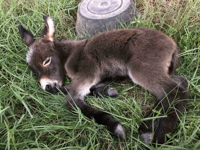 Baby donkey resting on green grass near a gray bucket, showcasing the cuteness of donkeys outdoors.