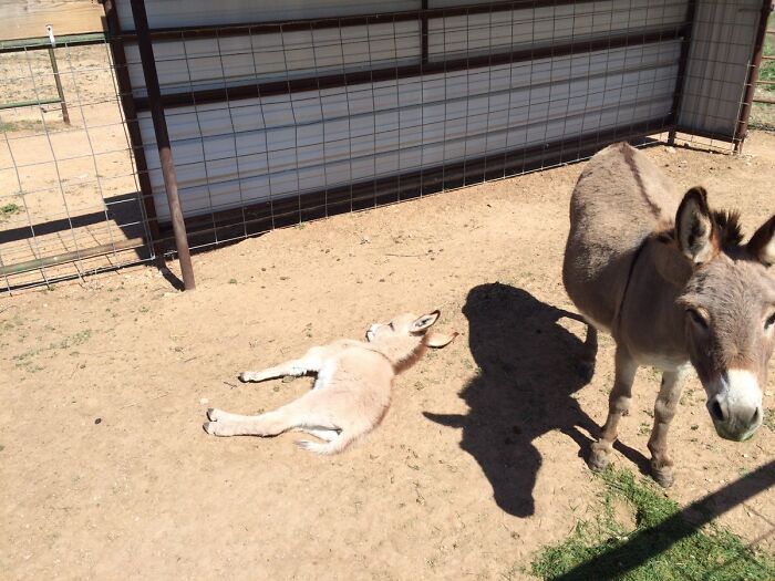 A small donkey lying on the ground next to a standing donkey casting a large shadow in a fenced outdoor area.