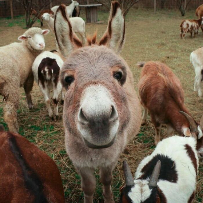 Close-up of a cute donkey surrounded by goats and sheep in a farm setting, showcasing donkeys can be adorable.