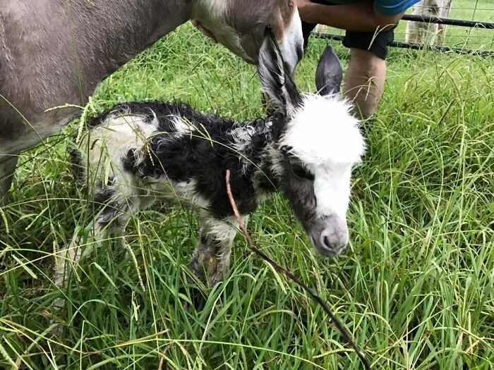 Newborn donkey with black and white fur standing in a grassy field near an adult donkey, showcasing cute baby donkeys.