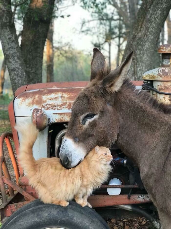 A cute donkey gently nuzzling a fluffy orange cat standing on a tire next to an old rusty tractor in a wooded area.