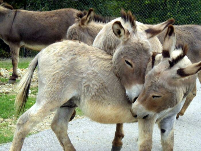 Two cute young donkeys nuzzling each other affectionately in an outdoor fenced area during the day.