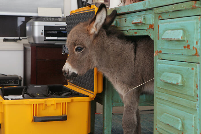 Young donkey exploring an office space, with its head near an open yellow toolbox beside a rustic green desk.