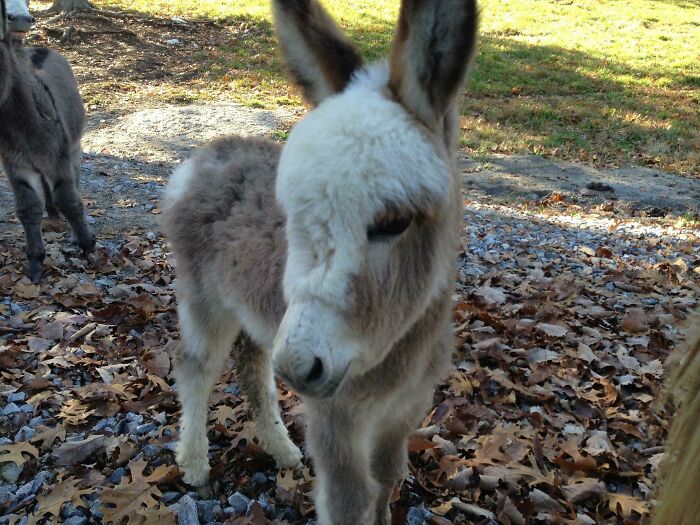 Young donkey standing on fallen leaves and gravel outdoors, showcasing the cute nature of donkeys in a sunlit area.
