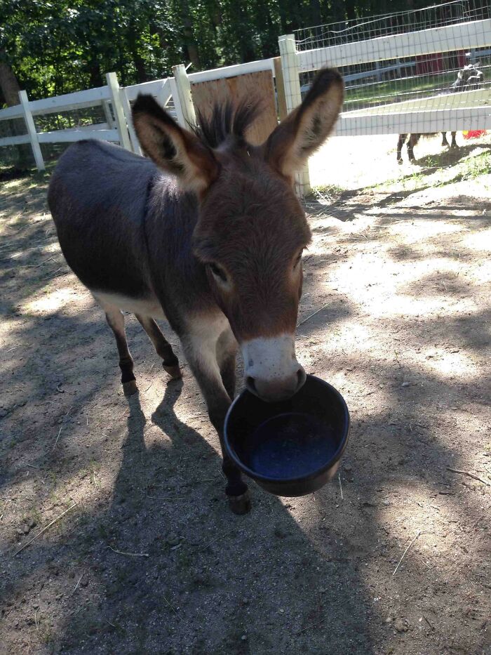 Young donkey holding an empty black bowl in its mouth standing in a fenced outdoor area on a sunny day.
