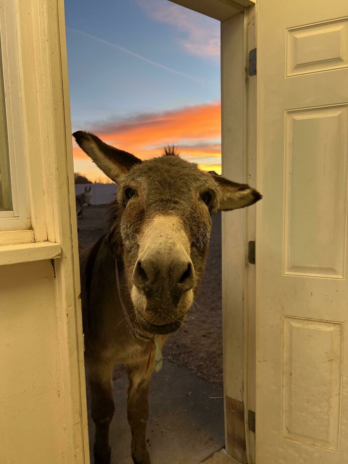 Close-up of a curious donkey standing in a doorway with a colorful sunset sky in the background.