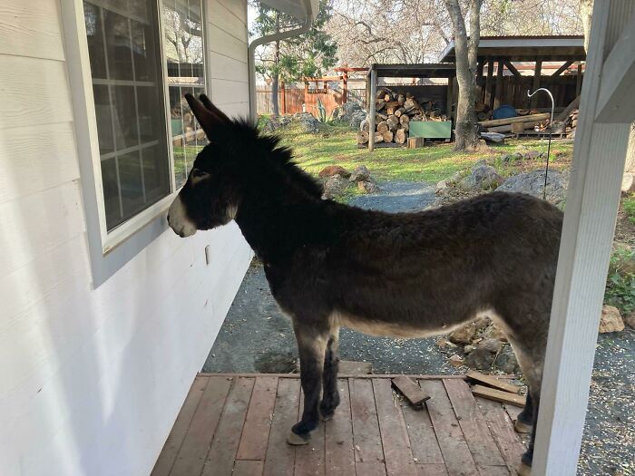 Pedro Would Like To Come Inside, Please
