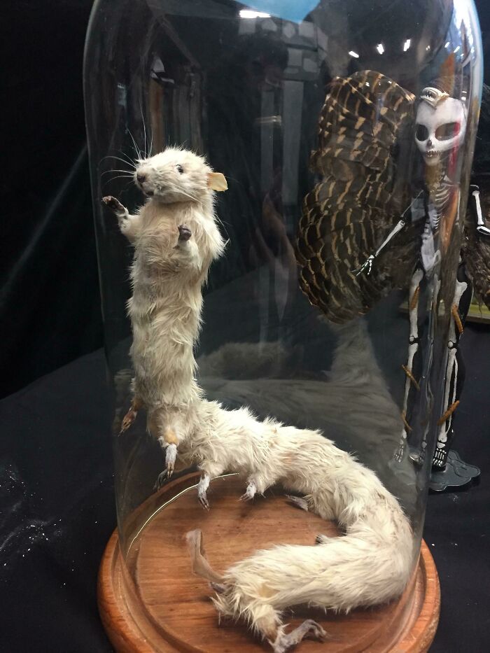 I’m A Taxidermist And I Decided To Make A Rat Centipede, Enjoy
