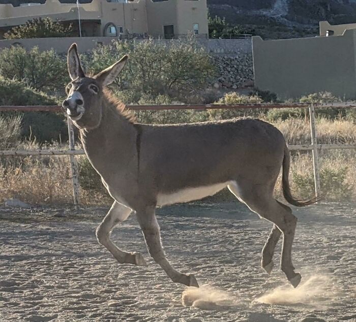 Donkey running playfully in a dusty outdoor area with bushes and buildings in the background on a sunny day