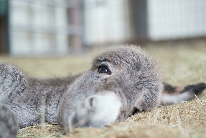 Close-up of a cute donkey lying down on straw, showing soft fur and gentle eyes in a calm setting.