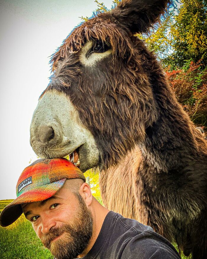Bearded man wearing a colorful cap with a donkey playfully nuzzling his head in an outdoor setting with greenery.