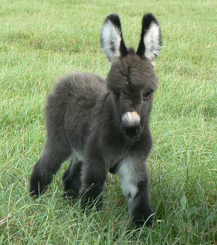 Young donkey standing in green grass, highlighting the cute and charming nature of donkeys in a natural setting