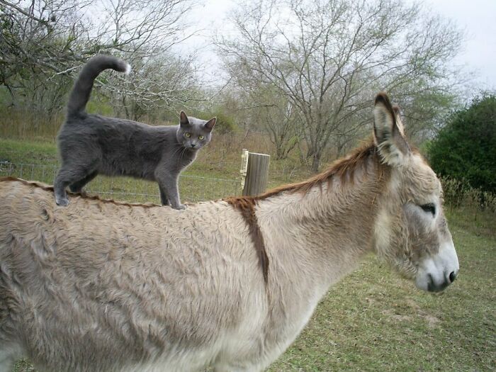 Gray cat standing on the back of a light brown donkey outdoors, showcasing cute and charming donkey behavior.