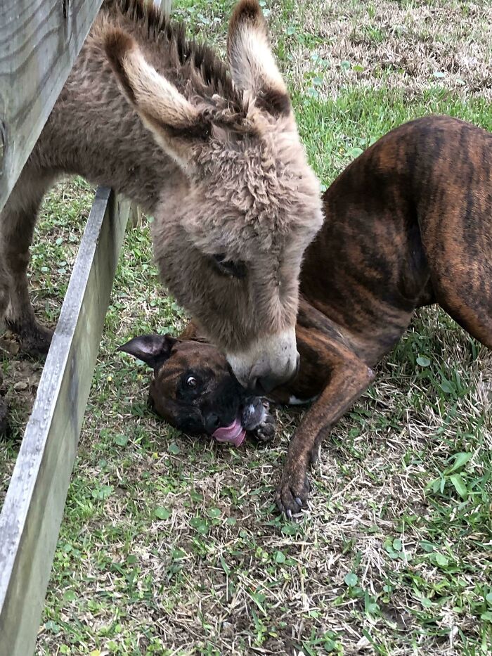 My Dog Really Likes My Mini Donkey