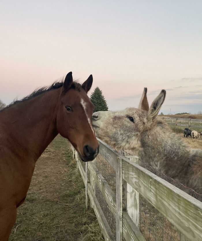 Sonny Meeting Comfrey (Donkey) For The First Time