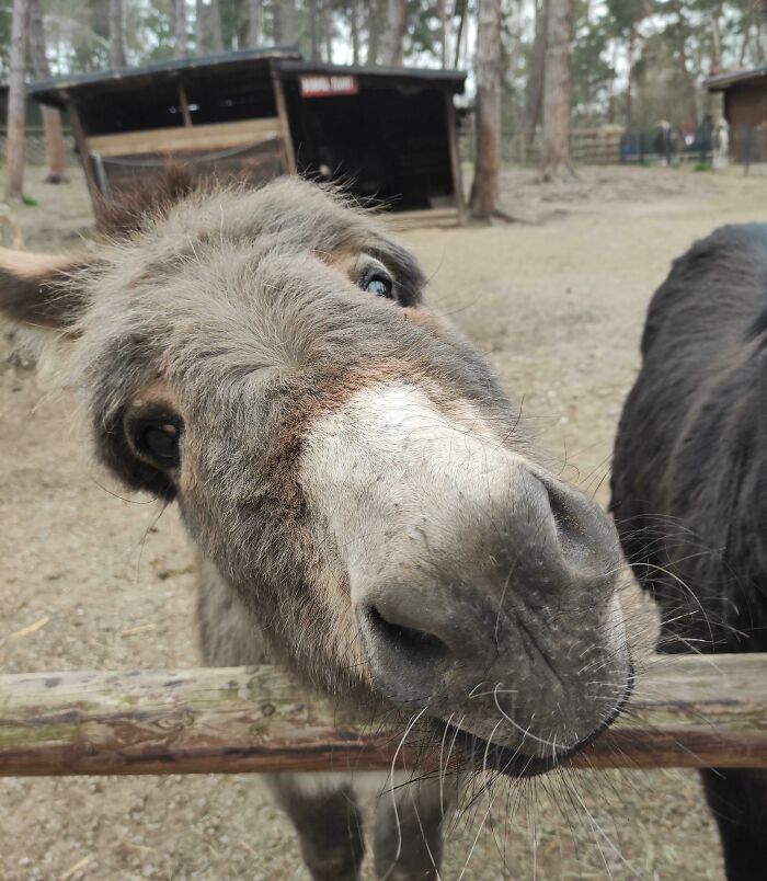 Donkey Eying My Carrot