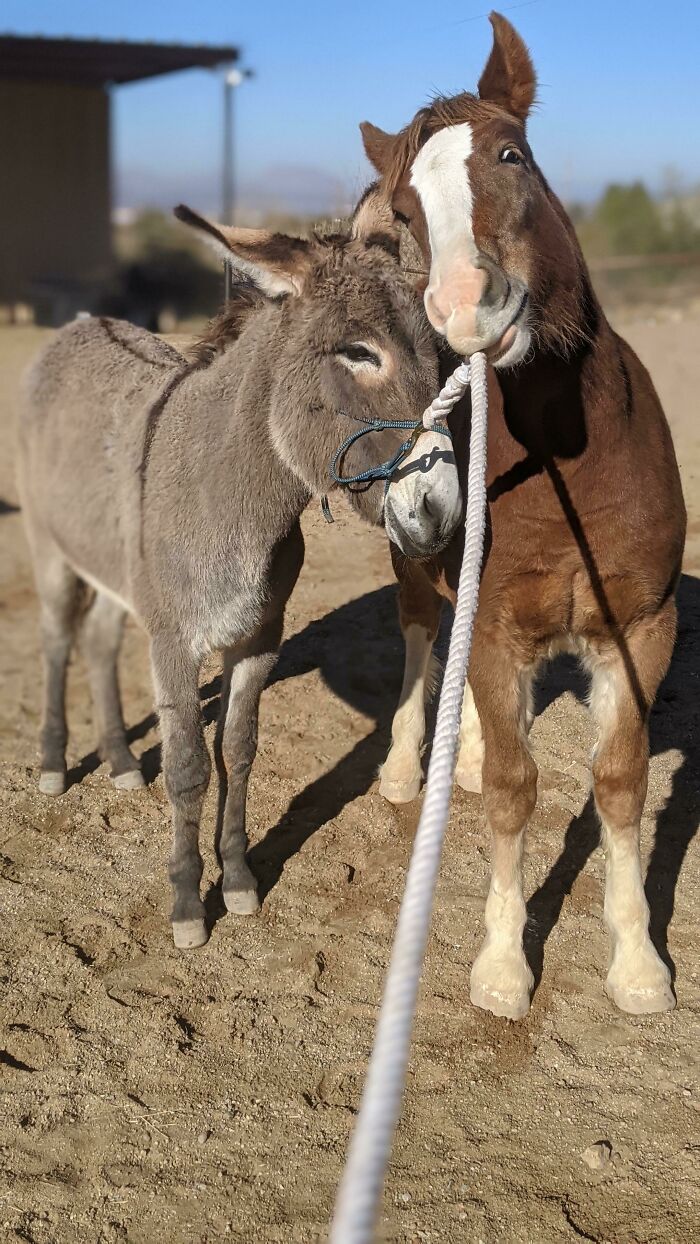 Two donkeys standing close together outdoors, one nibbling on a white rope on a sunny day.