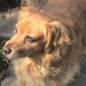 lynnstaffeldt avatar