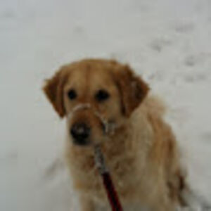 epiccollision avatar