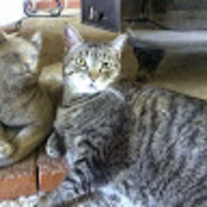 sharonjones_1 avatar