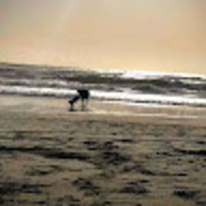 justinrodriguez avatar