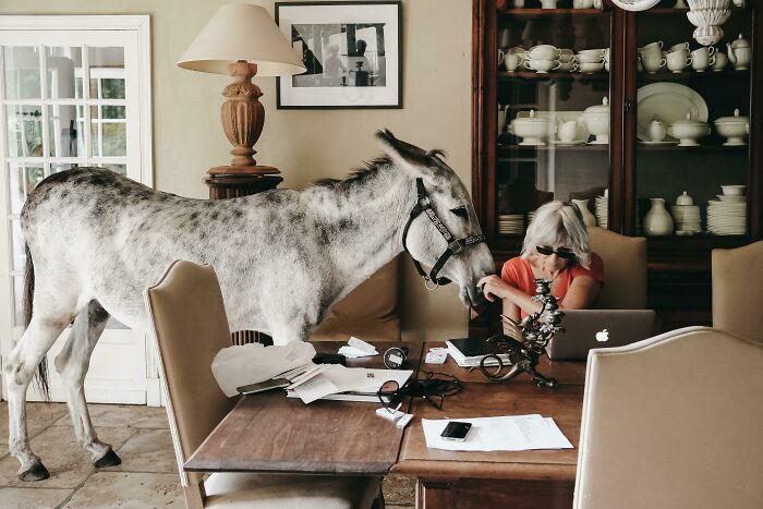 Tarabelle The Donkey In The Dining Room