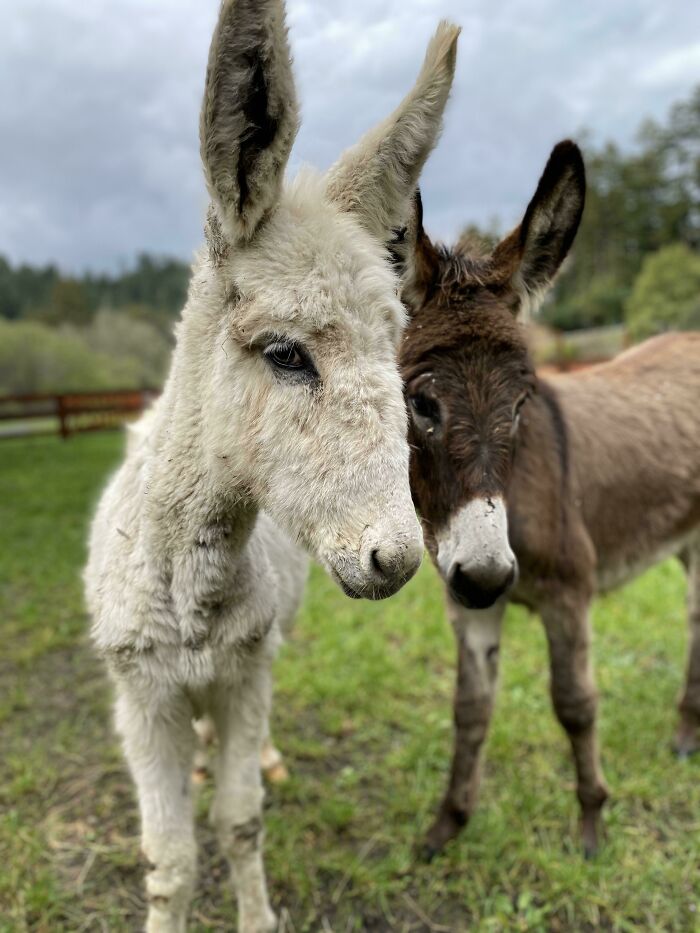 Introducing Whitney & Mariah