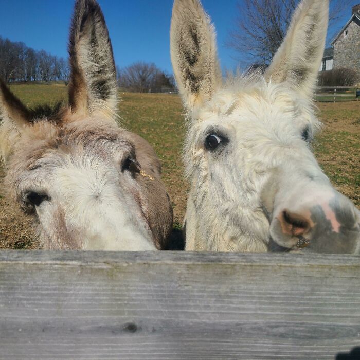 The Donkey Pals