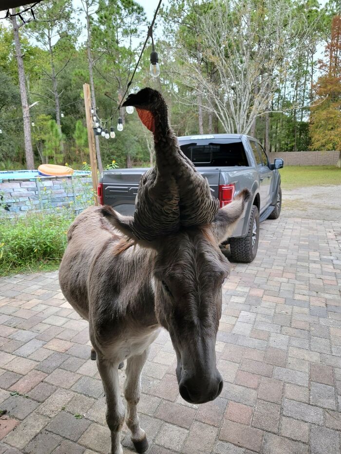 My Donkey Has A New Hat