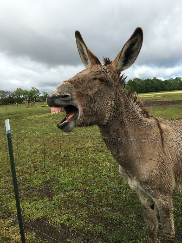Happy Donkey