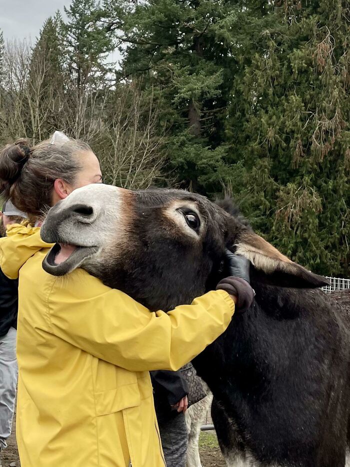 Person in a yellow raincoat hugging a friendly donkey outdoors surrounded by trees, showcasing how donkeys can be cute too.