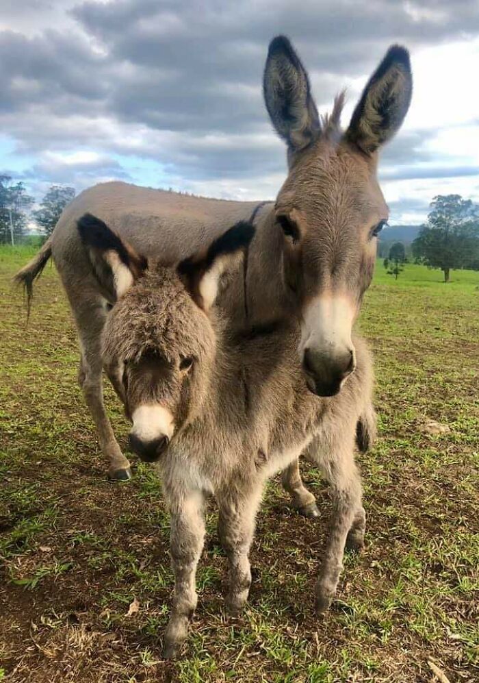 Baby Donkey