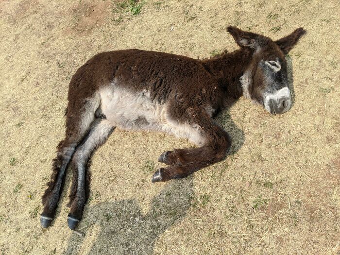 Donkey Are A Few Too Many Apples And Had An Urgent Nap Need
