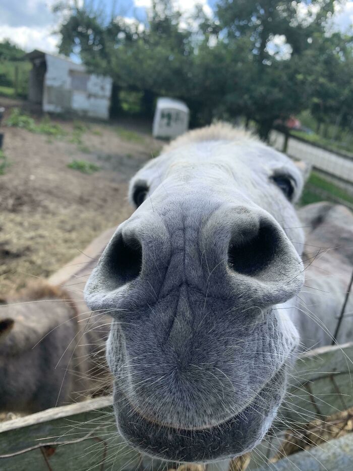 Derpy Donkey