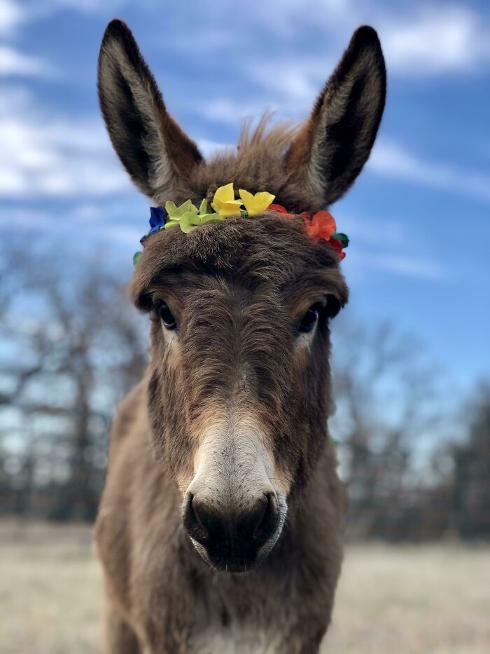 Close-up of a cute donkey wearing a colorful flower crown outdoors with a blue sky background.