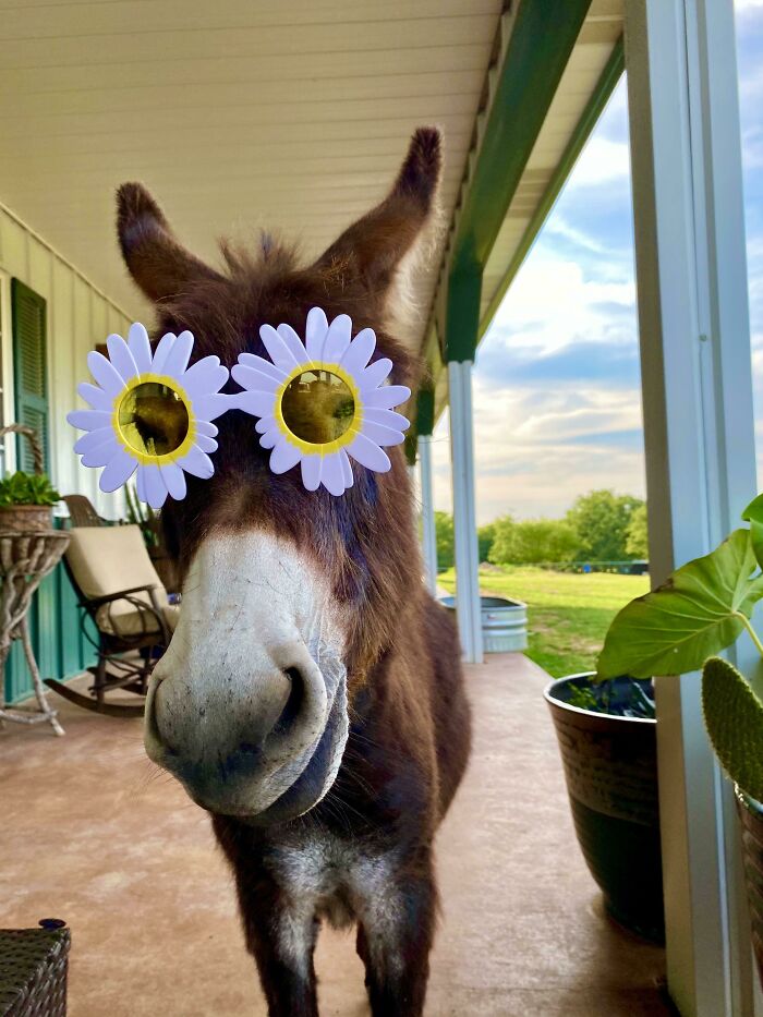 You’re A Sunflower