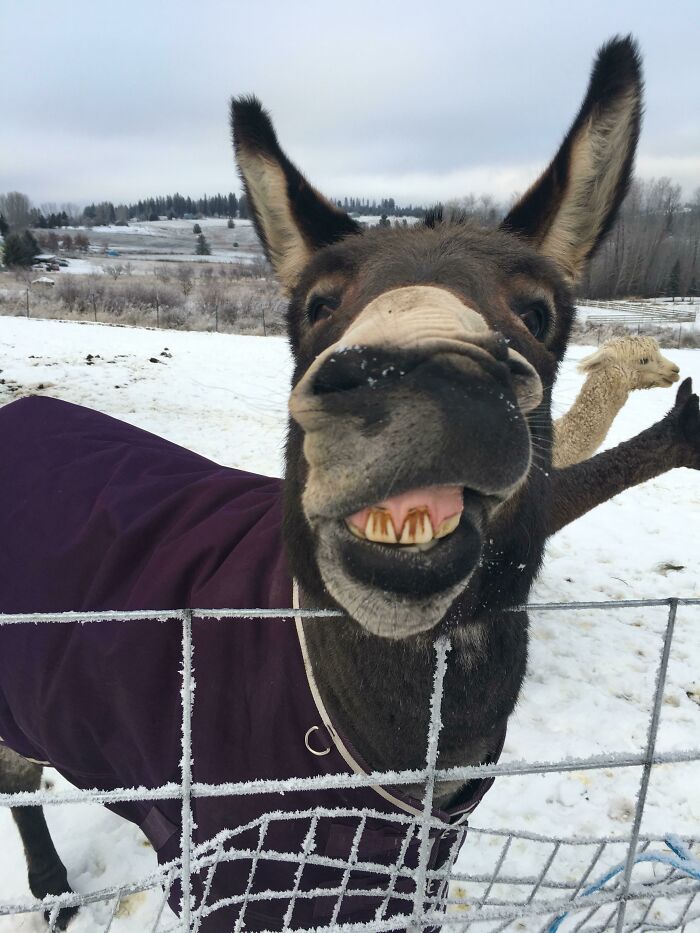 Merry Christmas From Dominique, The Italian Christmas Donkey!
