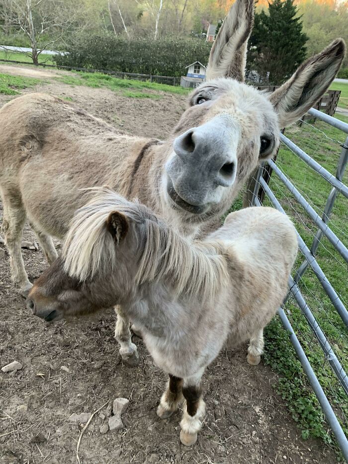 Not Just A Guardian, A Great Pet