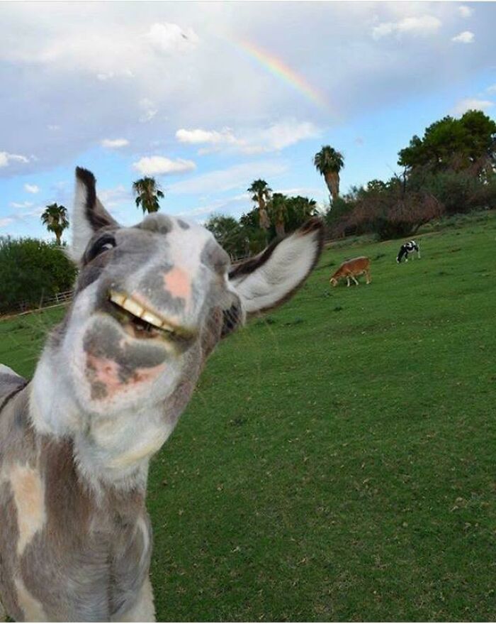Smiling donkey close-up in a green field with palm trees and a rainbow in the background, showing cute nature of donkeys.