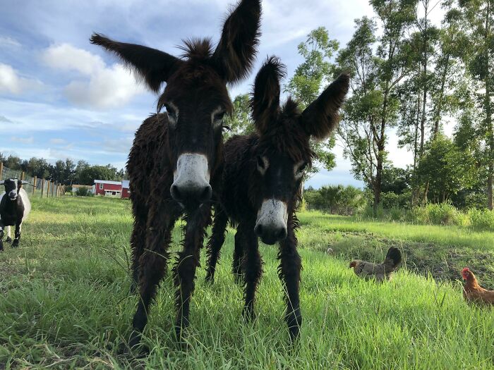 A Pair Of Young Chocolate Jenny’s