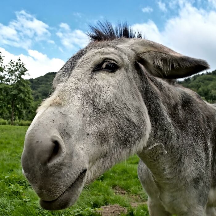 Friendly Donkey Wants To Be Petted