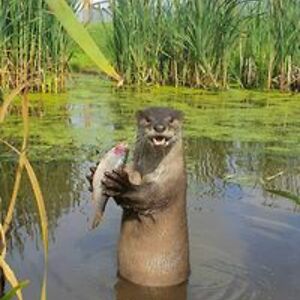 stormsinger70 avatar