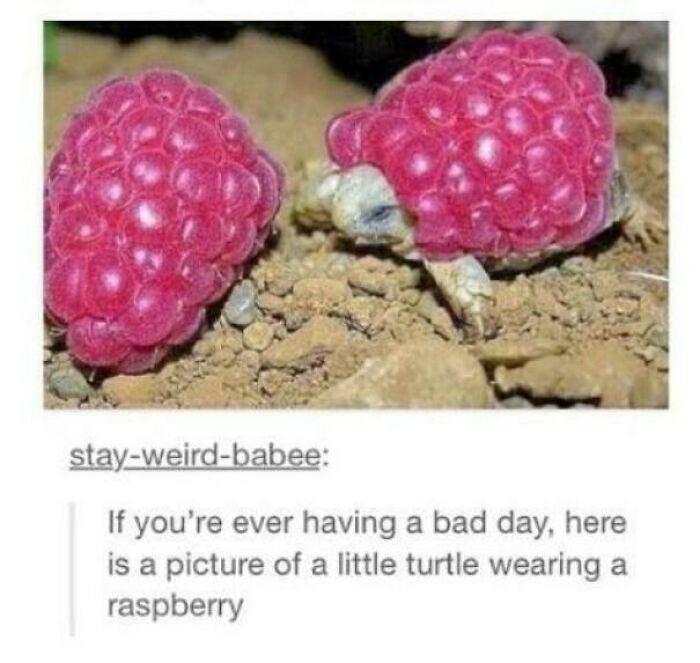 Blessed_raspberry